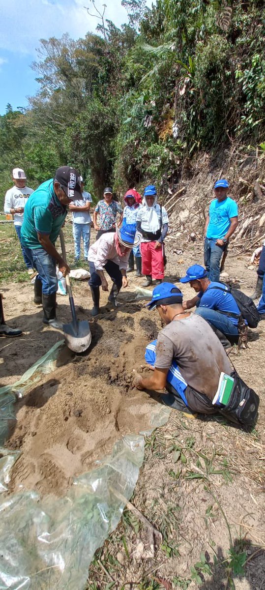 JulioRamirezDu1's tweet photo. Que opinan de esta producción de semilla de aguacate hass? Se trata de la Asociación Integral de productores “El Cable” en Herveo -Tolima, vinculada al Plan Nacional Semillas 🥑. Ya iniciaron también trámite de registro.Gran trabajo @SomosAGROSAVIA @MinAgricultura @ICACOLOMBIA https://t.co/G1Sf6LqQOm