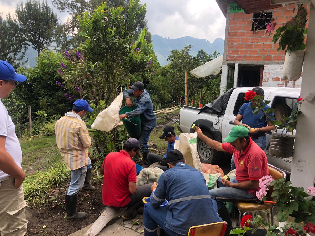 JulioRamirezDu1's tweet photo. Que opinan de esta producción de semilla de aguacate hass? Se trata de la Asociación Integral de productores “El Cable” en Herveo -Tolima, vinculada al Plan Nacional Semillas 🥑. Ya iniciaron también trámite de registro.Gran trabajo @SomosAGROSAVIA @MinAgricultura @ICACOLOMBIA https://t.co/G1Sf6LqQOm