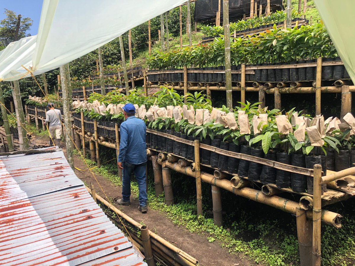 JulioRamirezDu1's tweet photo. Que opinan de esta producción de semilla de aguacate hass? Se trata de la Asociación Integral de productores “El Cable” en Herveo -Tolima, vinculada al Plan Nacional Semillas 🥑. Ya iniciaron también trámite de registro.Gran trabajo @SomosAGROSAVIA @MinAgricultura @ICACOLOMBIA https://t.co/G1Sf6LqQOm