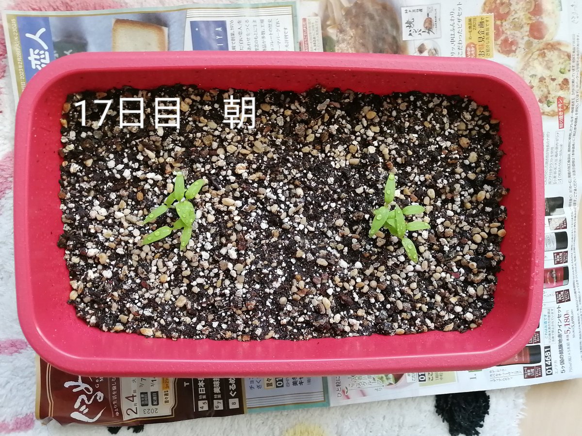 ameritrois's tweet photo. ミニトマト　17日目 https://t.co/Ztuls8dgVH