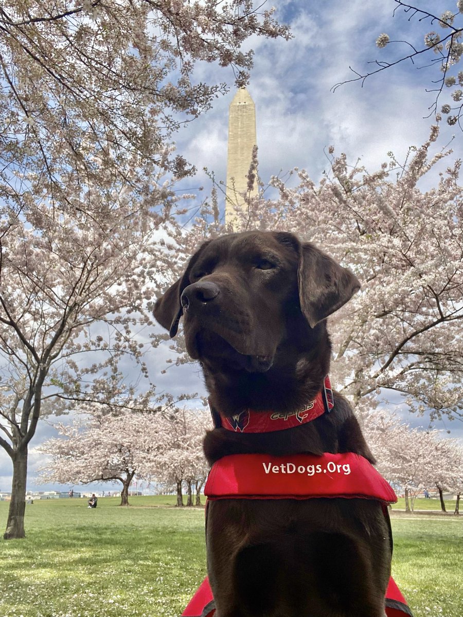 just a doggo and some cherry blossoms 🌸