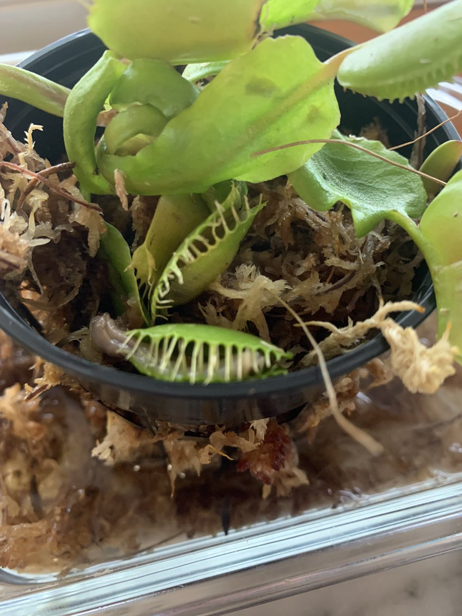 MrsO_TCE's tweet photo. New development: Venus Flytraps enjoy worms. We got to observe our plant eat its first meal in our classroom (and we’re still watching as we found out it can take weeks to digest its food). #inquiry #TCECardinals https://t.co/OpXnhsBnkp