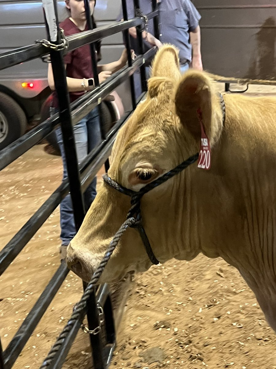 TheFosterFFA1's tweet photo. Steers all tagged in for county @FosterHSNews  @LamarCISDCTE https://t.co/nsDCQw8El8