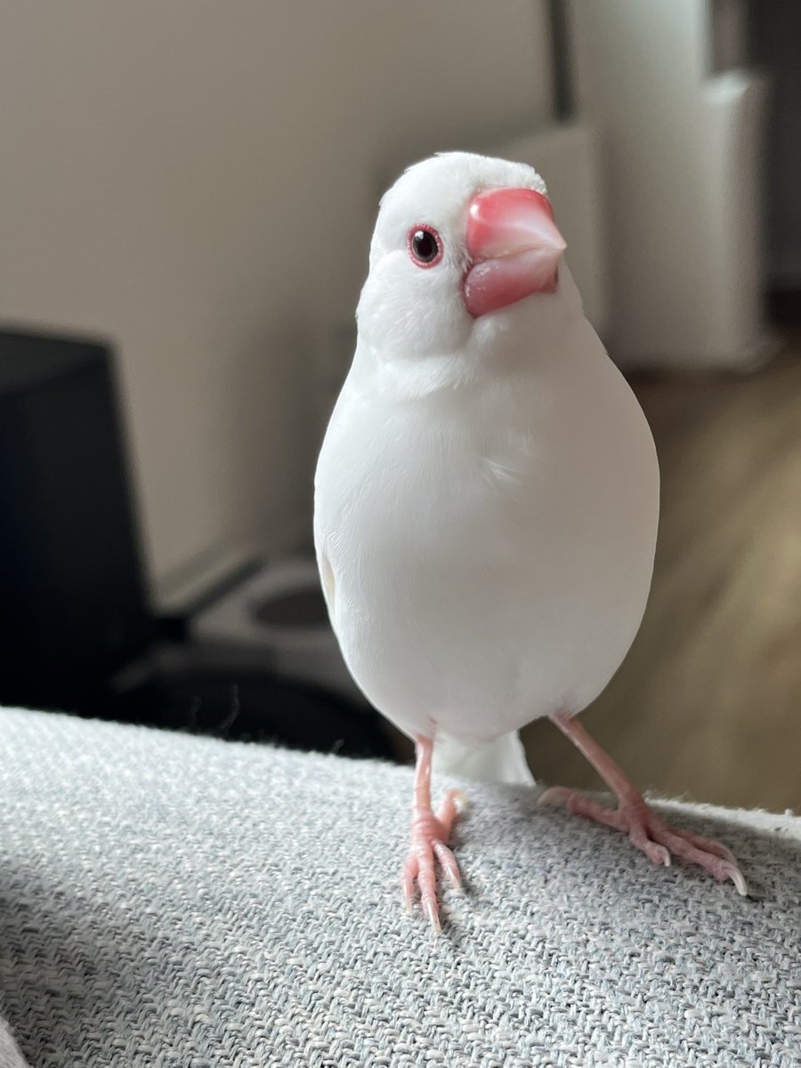 googoo1812's tweet photo. すうは健康診断はなまるくん💮

ツンデレだし甘えベタだけど、呼んだら必ず飛んでくるし、かいぬしが何かをしようと立ち上がるとケージに戻ってこちらを伺うのも可愛い。 https://t.co/YO9cSxDmsH
