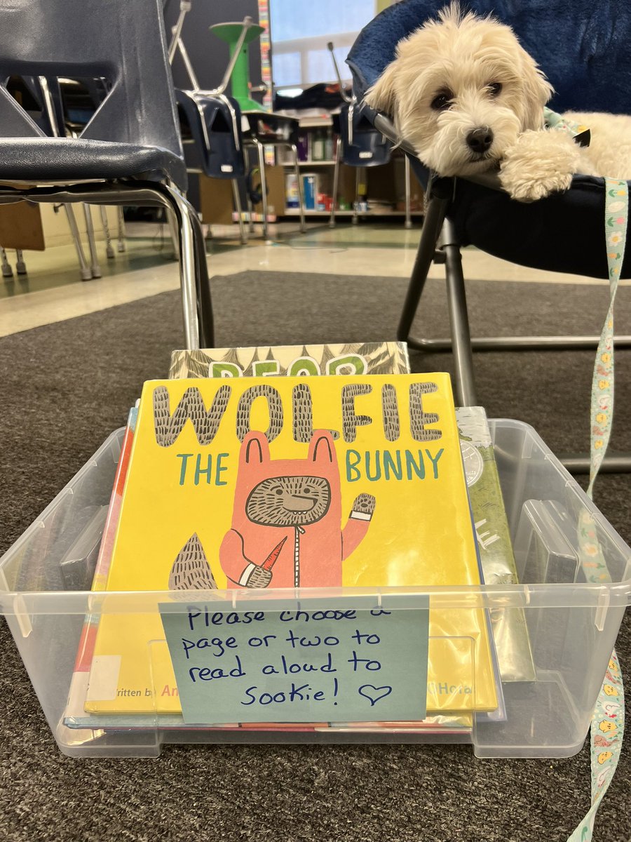 MsFeudo's tweet photo. Sookie and I loved hearing so many wonderful reading voices and stories @RSS_Littleton Literacy Night. 💙📚💛🐾 #therapydogsookie https://t.co/VCDOwLV843