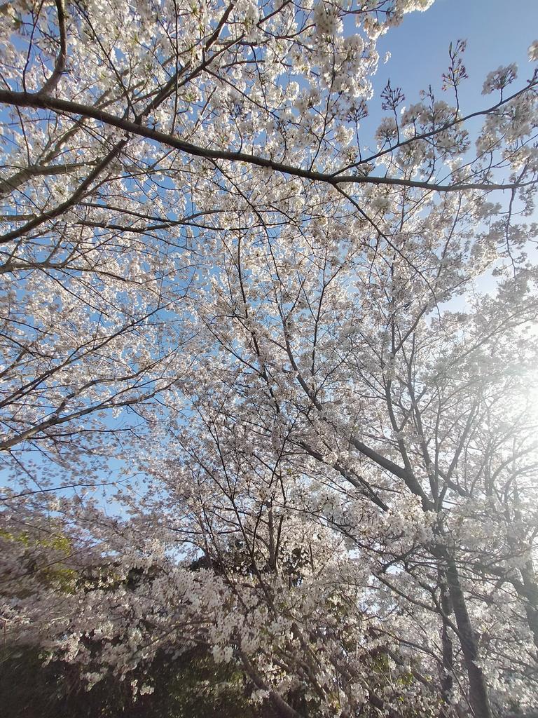 yoshi777coro's tweet photo. ソメイヨシノ桜🌸が満開ですね🌸🌸🌸😍☺️ラッキーは桜🌸よりも松ぼっくりに興味を示していました😆🐶 https://t.co/XMfoktwuzS