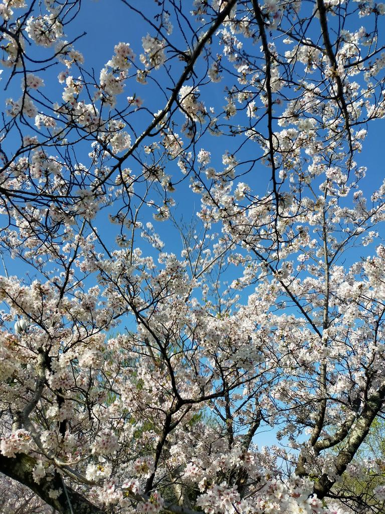 yoshi777coro's tweet photo. ソメイヨシノ桜🌸が満開ですね🌸🌸🌸😍☺️ラッキーは桜🌸よりも松ぼっくりに興味を示していました😆🐶 https://t.co/XMfoktwuzS