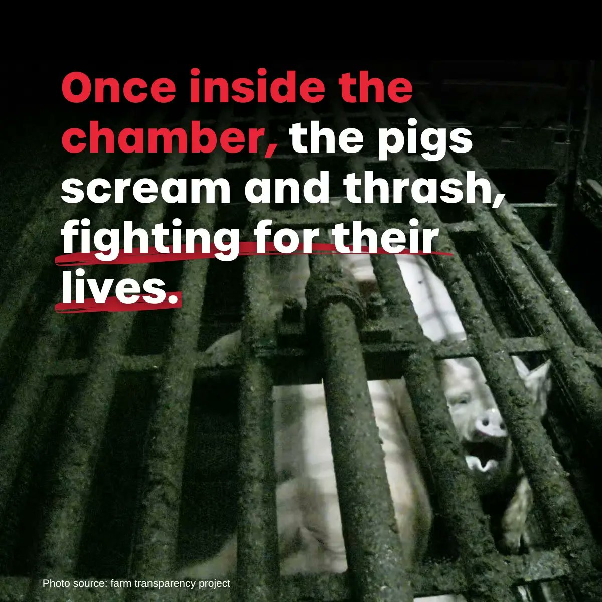 AJPNSW's tweet photo. The truth has been exposed. Pigs suffer an extreme and horrific death in Australian slaughterhouses. A death that the Australian Pork industry has known about, and hidden for years.
https://t.co/mojMxgjlqD
#gaschamber #pigs #animalwelfare #animalrights #farmtransparencyproject https://t.co/fgkDevO5xd