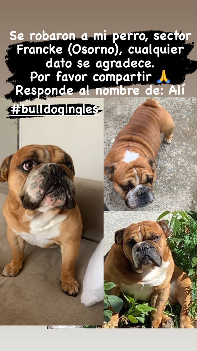 erik_carrasco_9's tweet photo. Se robaron mi perro en osorno

Favor compartir 

😢😢😢 https://t.co/cel9k9ppaq