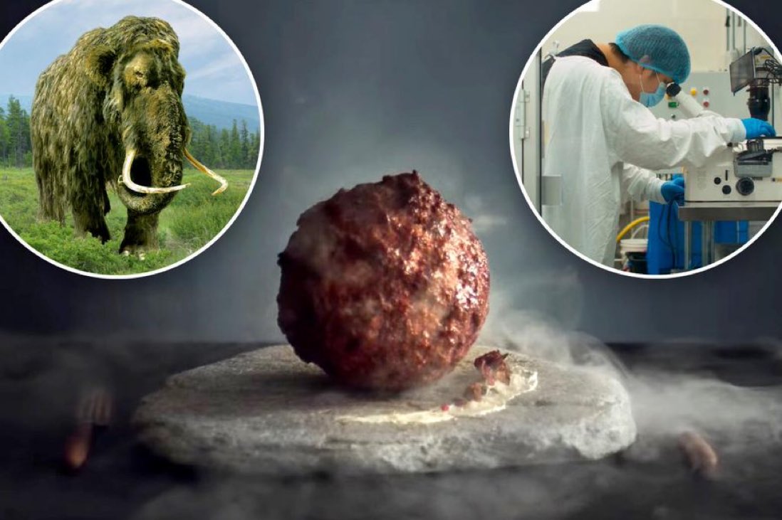 DailyLoud's tweet image. Scientists have created a Woolly Mammoth meatball but are too scared to eat it.