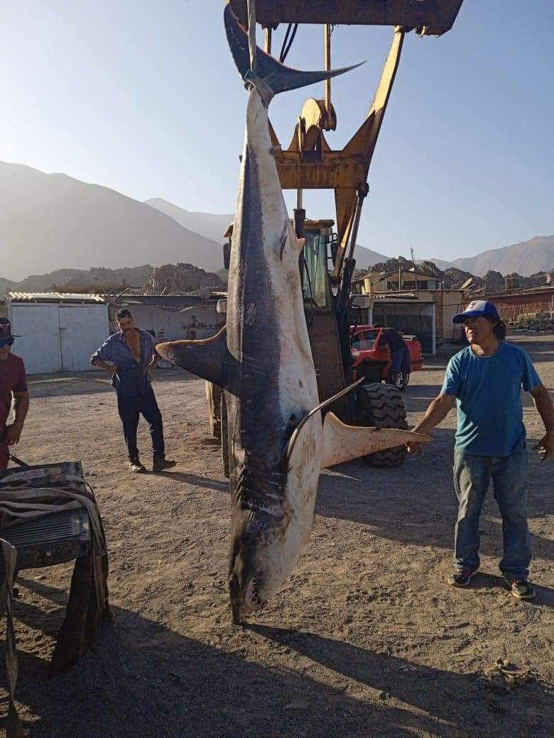GranVía diario on Twitter "Un tiburón de más de tres metros fue