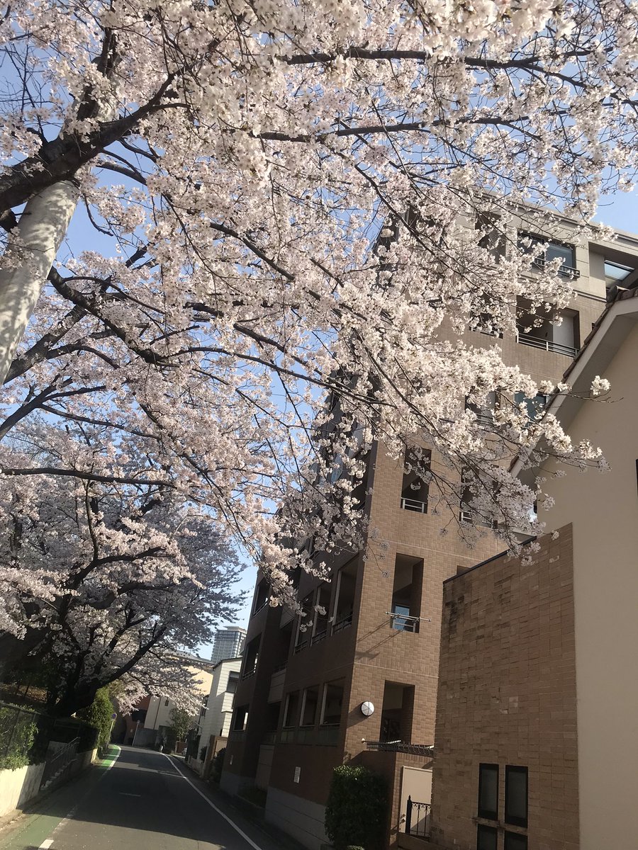 How76YxxyM8jf4G's tweet image. アサ活なう😅
シン・ウチの桜🤣👍
#jetcycle #この後開店 #お休みじゃないよ #今日はやるよ #すごくやるよ