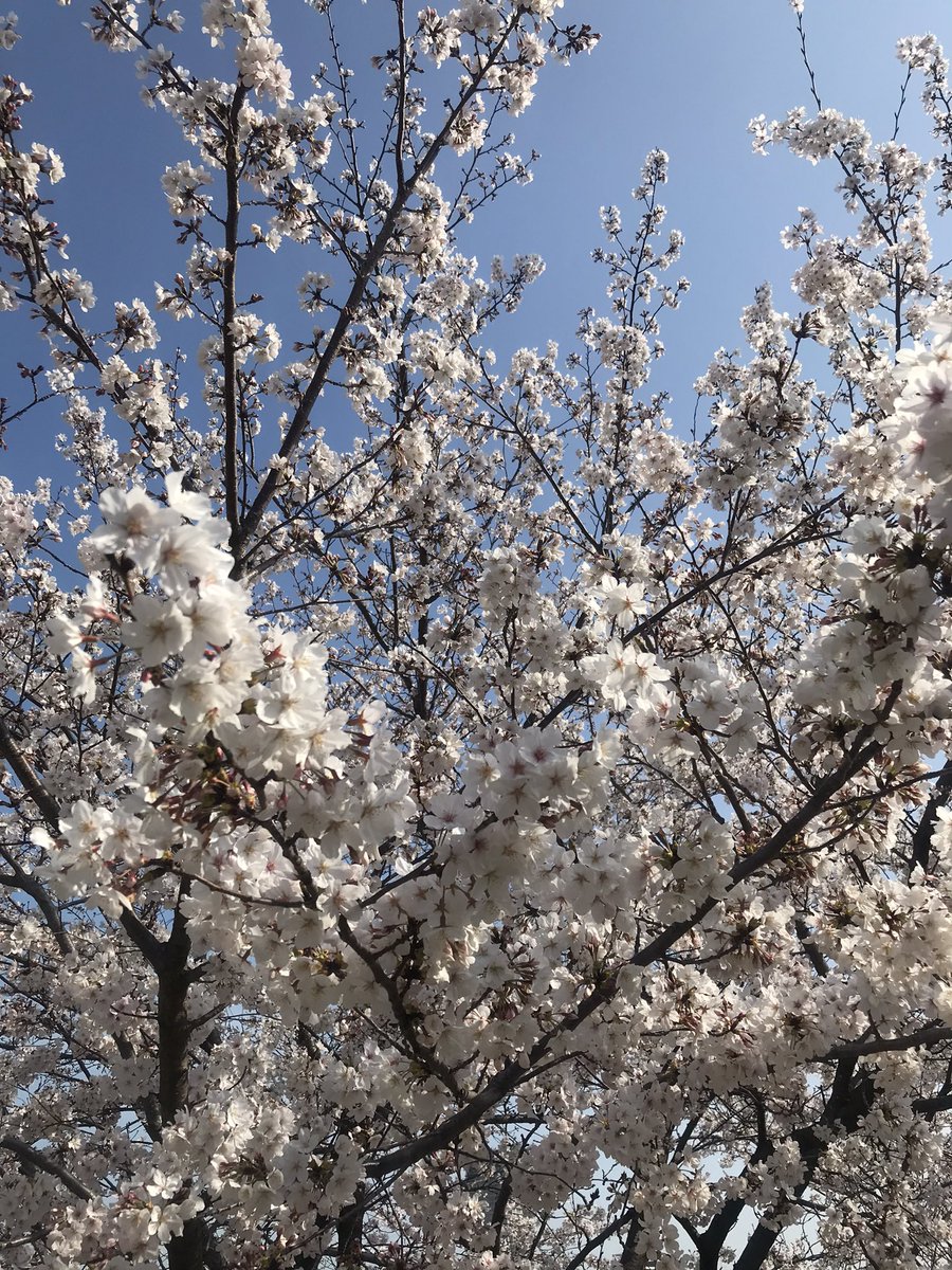 How76YxxyM8jf4G's tweet image. アサ活なう😅
シン・ウチの桜🤣👍
#jetcycle #この後開店 #お休みじゃないよ #今日はやるよ #すごくやるよ