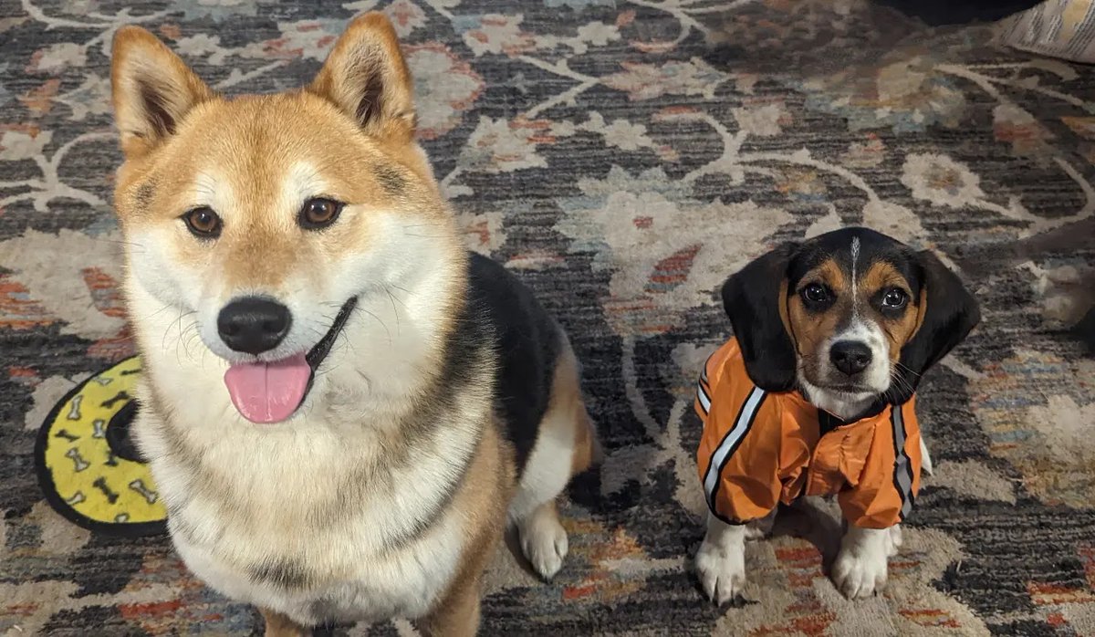 I have a new baby sister, her name is Poppy. It's nice to have someone to play with again!