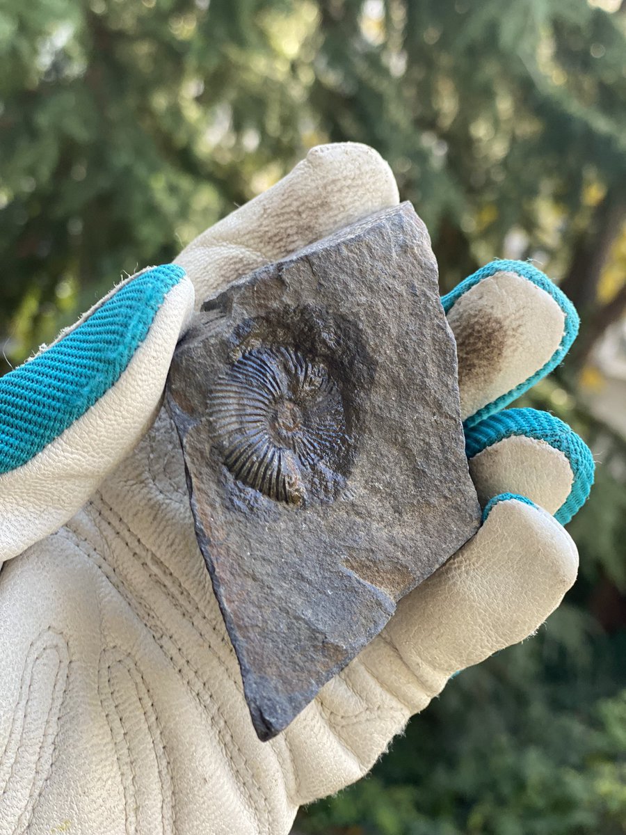 fossil_huntress's tweet photo. Harrison Lake Fossil Field Trip. Check out this soul-powered adventure just three hours east of Vancouver to look for marine fossils on the upper west side of #Harrison Lake #BritishColumbia
https://t.co/P0OBwLf0JM… #exploremagazine #fossilhunting #paleontology #fossil https://t.co/5Ntp1Pj1R8