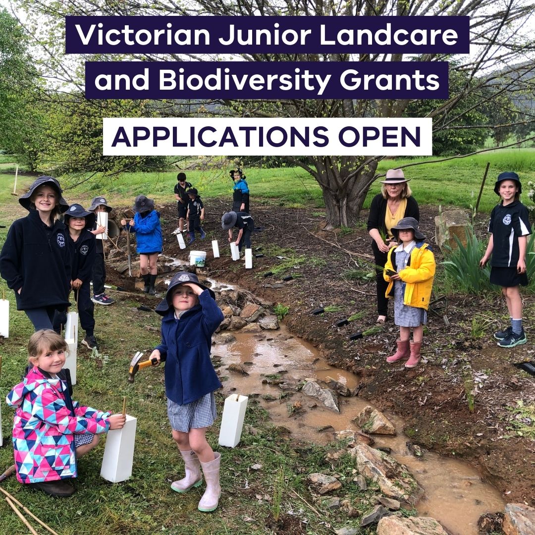 The Victorian Junior Landcare and Biodiversity Grants are back for 2023! 🌱🌼🐛🦜 Childcare centres, kinders &amp; schools can apply for up to $5k for projects that get kids valuing and caring for plants, wildlife &amp; the environment. Details: environment.vic.gov.au/grants