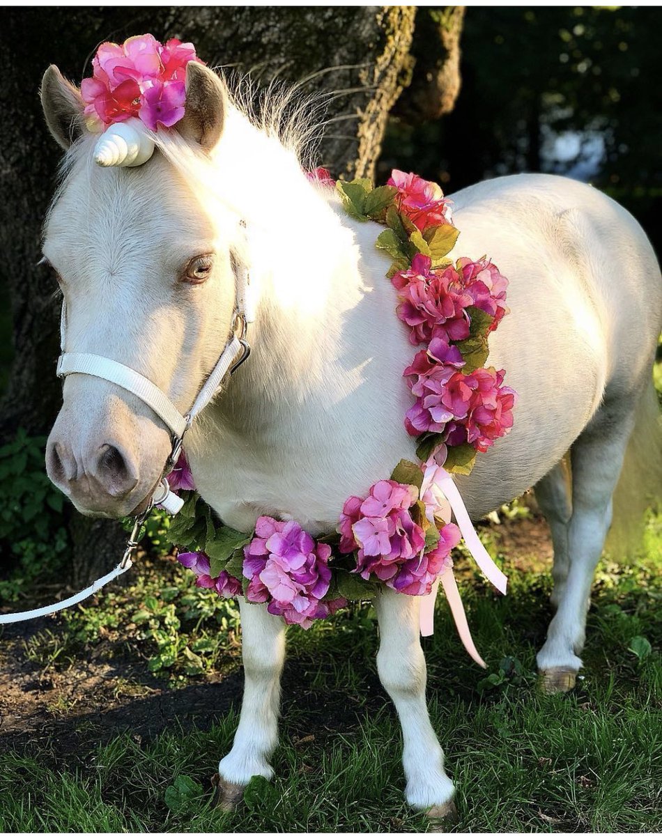 soulharborranch's tweet photo. The 10th birthday celebration continues for our stunning therapy unicorn CreamPuff! We love these gorgeous memories captured by angel Kerri Weiss ๐ฆ #miniunicorn #minihorse https://t.co/mnuq2YWHly