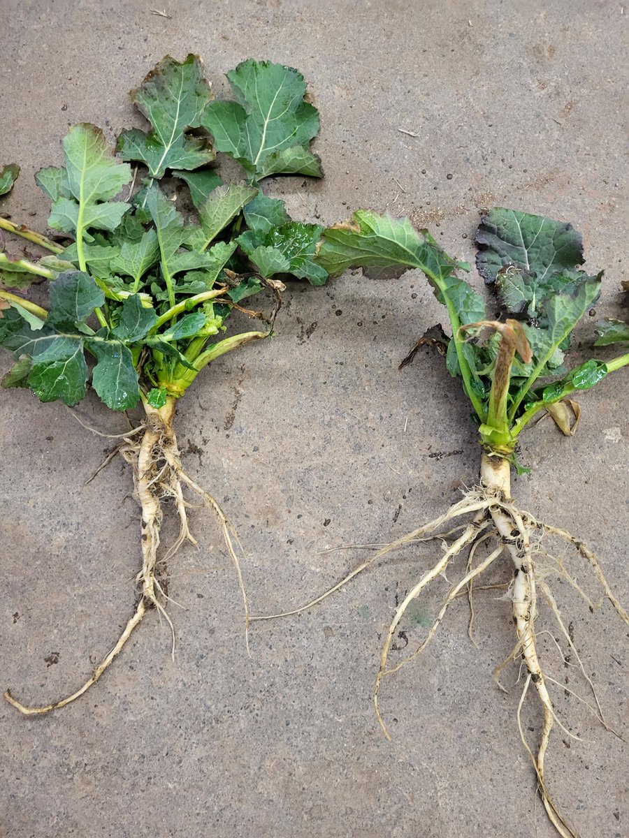 Walked the canola field tonight.
Plant on the left is seeded at 4 lbs/ac in 15" rows.
Plant on the right was seeded at 3.2 lbs/ac in 7.5" rows.

Just thought Twitter needed more canola content and less politics, so I'm doing my part.
