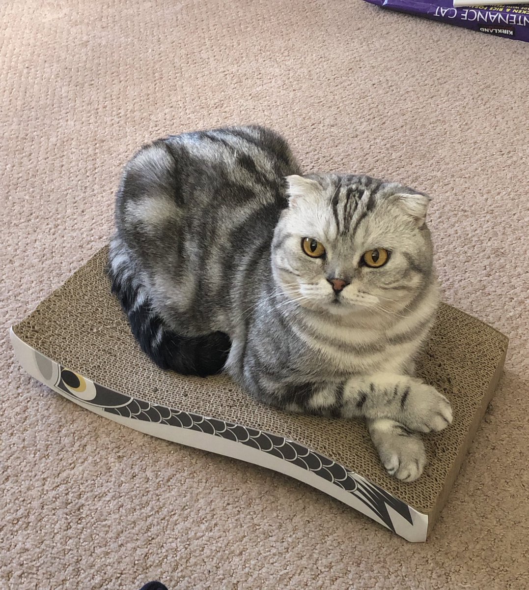 jennig0d's tweet photo. Our handsome when we first got him off the street vs him now 🥹 he looks so much healthier https://t.co/jwPGzAtUYa