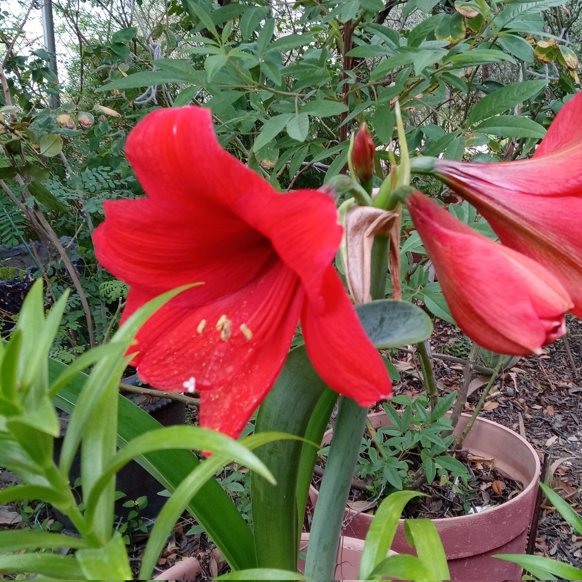 elkirbster's tweet photo. Así se ven hoy.
#Lirios #LirioCandelaria #LirioRojo #Lirio #Lily #RedLily
#EaglePass
#EaglePassGarden
#EaglePassGardening
#EaglePassTx
#EaglePassTexas
#VisitEaglePass
#Homegrown
#HomegrownEP
#HomegrownEaglePass
#HomegrownTX
#HomegrownTexas
#EPGarden
#EPGardening https://t.co/abcIeeqptg