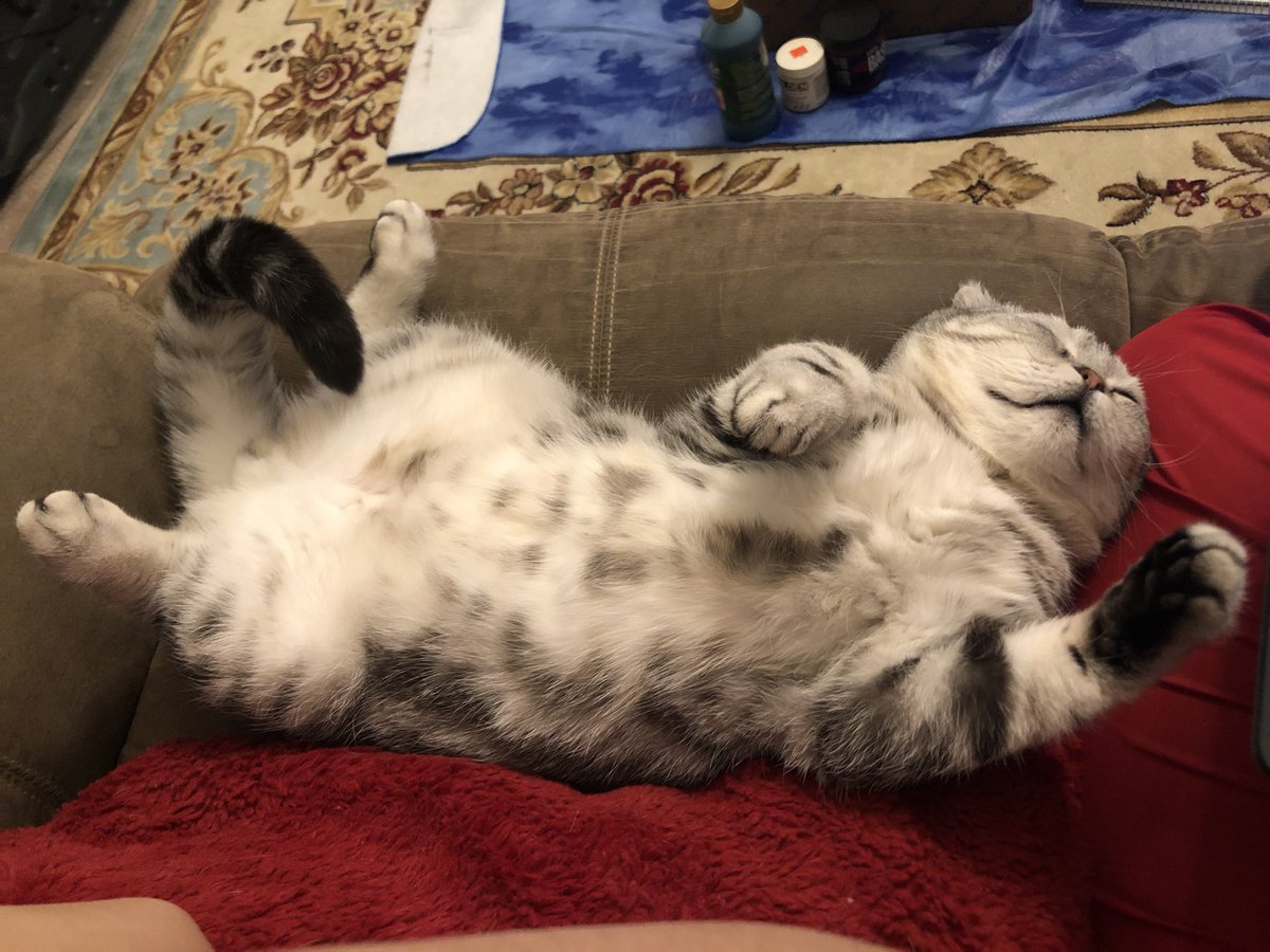 jennig0d's tweet photo. He’s really such a lard now https://t.co/2N6RqsLN3w