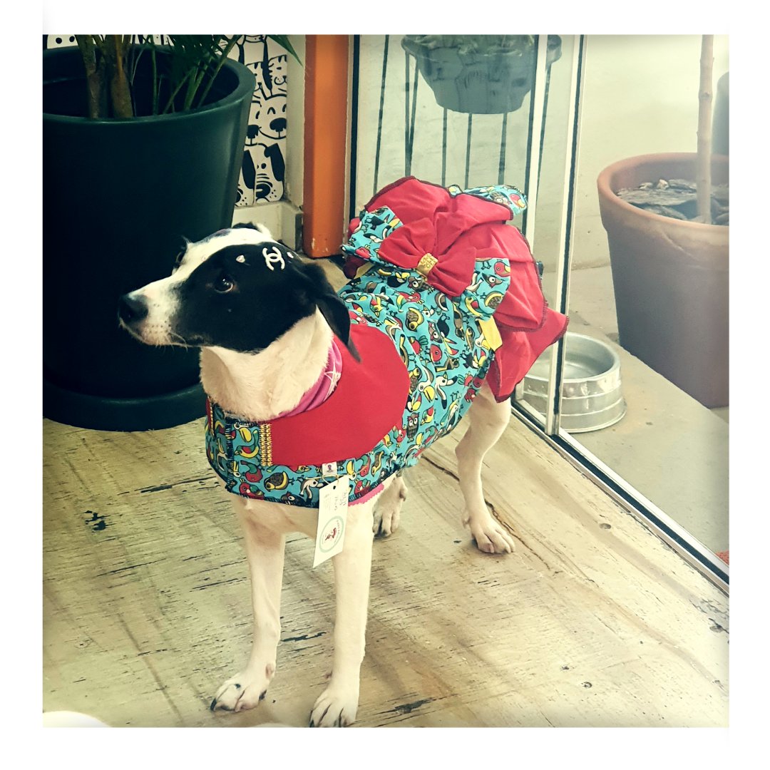 puppyaporter's tweet image. Nosso Vestido Verão é o lookinho ideal para sua Puppy. Várias estampas!

Compre pelo site com frete grátis nas compras acima de R$100 puppyaporter.com.br/puppyaporter/p… 
 
#verao #vestidopet #petluxo #glamour #sofisticacao #elegancia #encontropet #desfilepet #pet #corgiswithtails #corgiclub