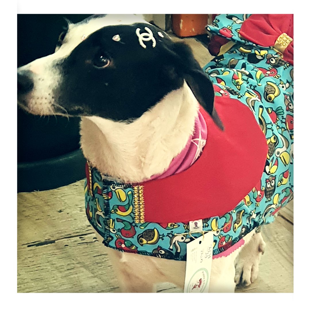 puppyaporter's tweet image. Nosso Vestido Verão é o lookinho ideal para sua Puppy. Várias estampas!

Compre pelo site com frete grátis nas compras acima de R$100 puppyaporter.com.br/puppyaporter/p… 
 
#verao #vestidopet #petluxo #glamour #sofisticacao #elegancia #encontropet #desfilepet #pet #corgiswithtails #corgiclub