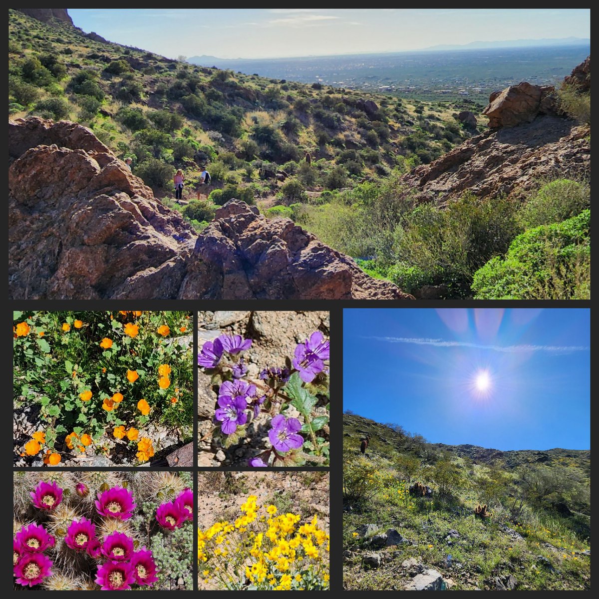 All of the extra rain we've been getting in AZ has made the landscape for hiking just that more beautiful 🥾🌵🌼 #desertbloom #azhiking