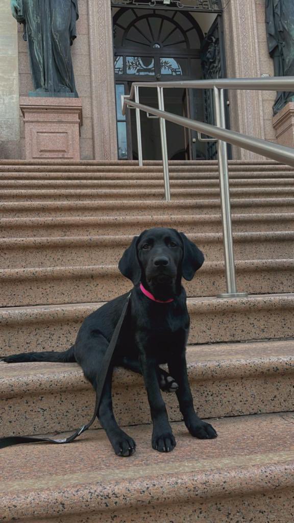 Orgulloso de mostrar a mi nuevo estudiante perruno Wolf, el cual está siendo socializado por Cecilia, perteneciente a la fundación <a href="/fundappasuy/">FUNDAPPAS</a>. Gracias a la Facultad de Medicina por aceptarlo en la institución para completar el proceso de socialización 🙌  lo amamos ❤️