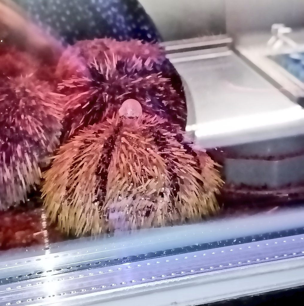 AXAXAXAA's tweet image. так из морского ежа выходят продукты жизнедеятельности