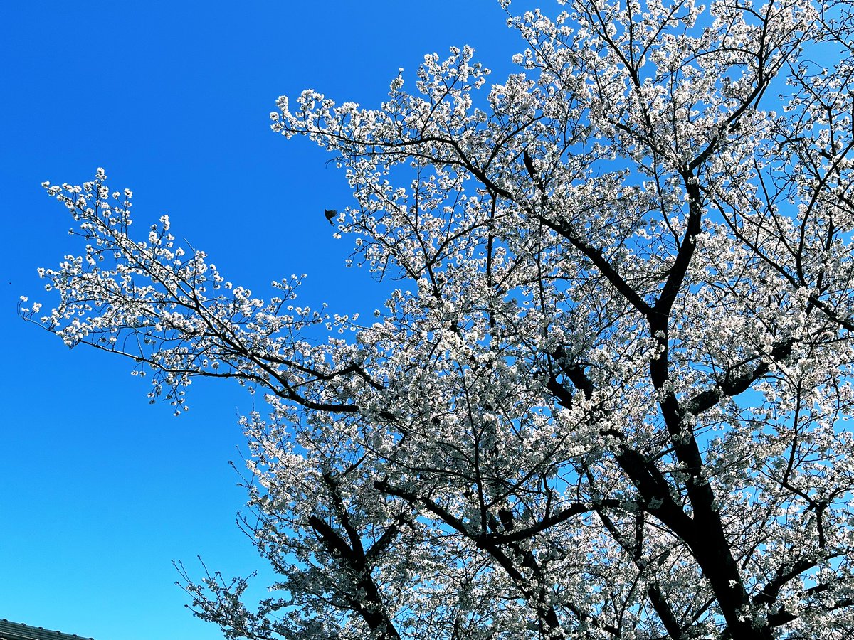 funkholic's tweet photo. 抜けるよう��青天!
満開の桜が美しすぎる!
控えめに言って今まさに最&高
気持ち良いなー☀️
#studioORB #ポトレ #ポートレート #個撮 #カメラ #写真が好きな人と繋がりたい #コスプレ #リク撮 #桜 #花見 #団体撮影 #撮影会モデル #撮影会 https://t.co/3OIR6teryo