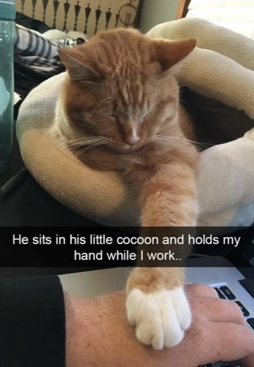 WholesomeMeme's tweet photo. https://t.co/6cQYCA3Ud9
