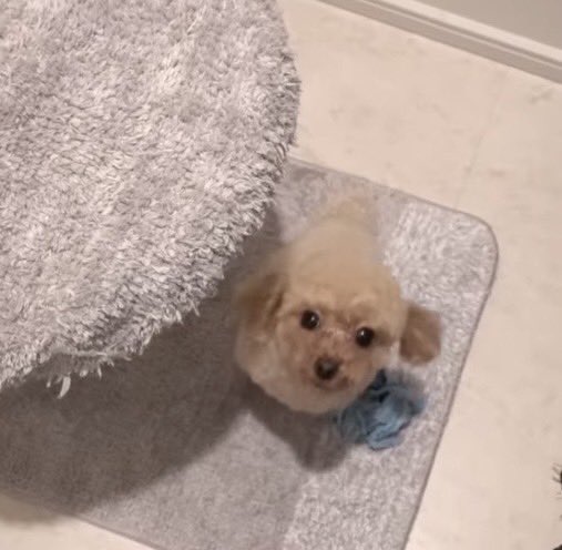 S_U_A_C's tweet photo. 名前：小宮沙菜（新2年）
好きな車：コペン
一言：こんにちはー！
ひたすら犬と韓国アイドルと旅行が好きな外国語学部の2年生です！年がら年中旅行してます😚
車���まあまあ好きなのでいっぱい語りましょう～！年下の男の子も女の子も大好きなので新入生待ってます♡ https://t.co/OQIUQ3ym70