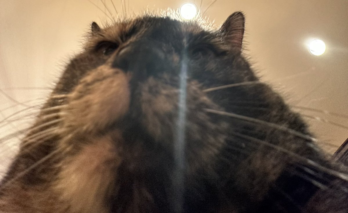 Christian Rodriguez 🇵🇷 tweet media