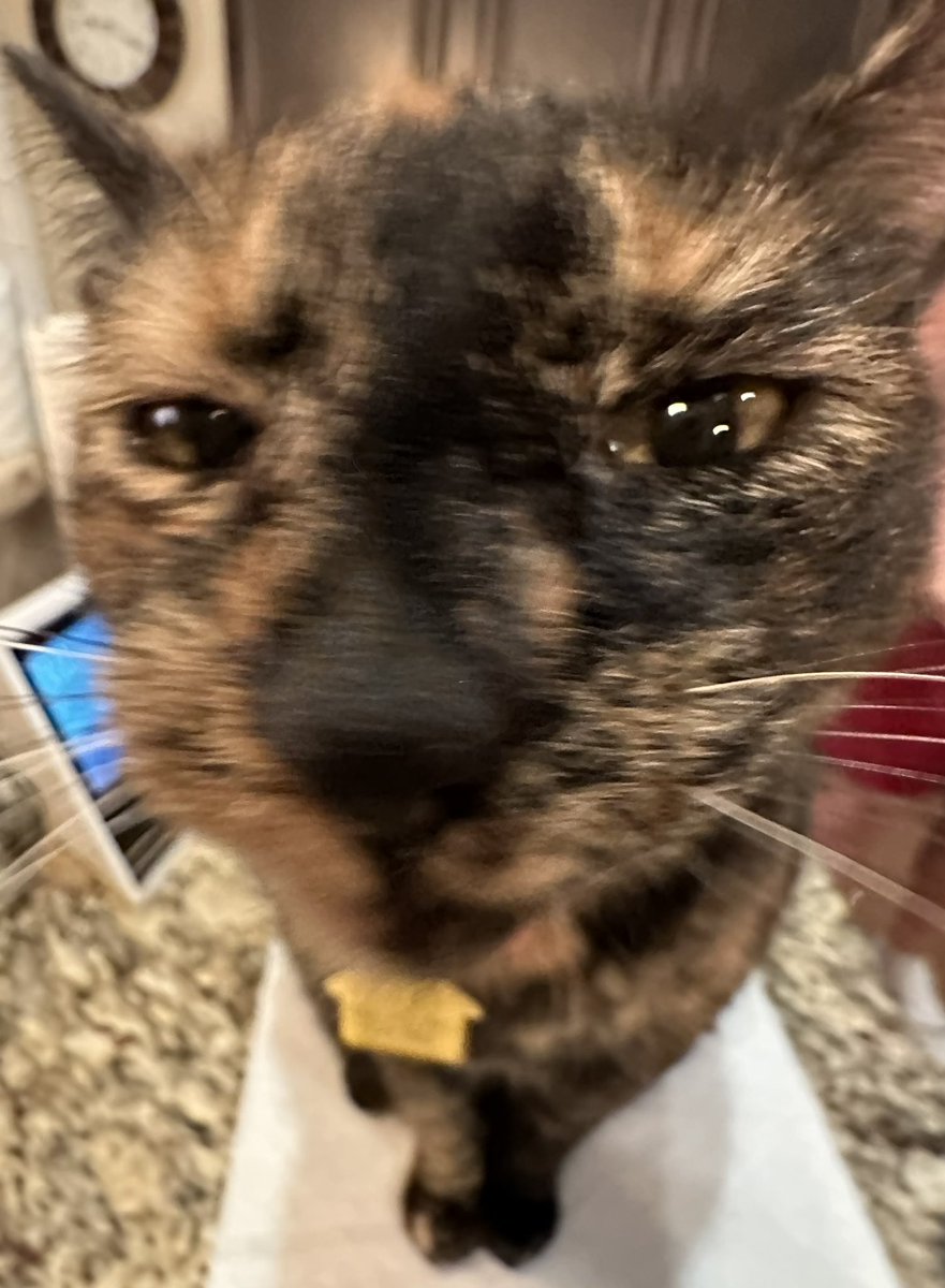 Christian Rodriguez 🇵🇷 tweet media