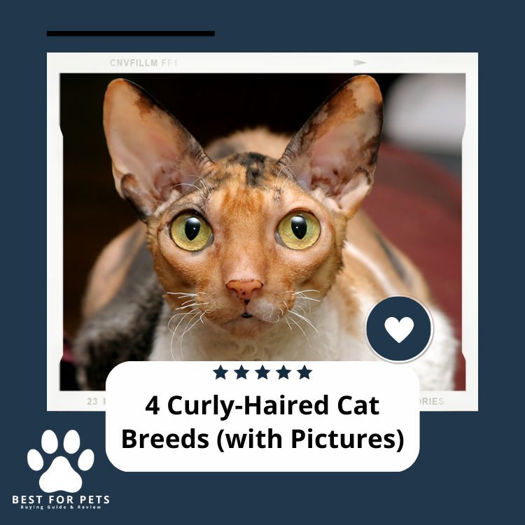 BestForPets4's tweet image. If you&apos;re seeking for a genuinely unique cat, a curly-haired breed may be perfect for you. There are just four sorts of curly-haired cat breeds in the entire globe.

Please continue reading: bestforpets.org/curly-haired-c…

#BestForPets #CurlyHairedCatBreeds