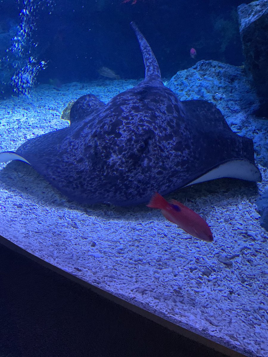 おはは〜☀️

今日は楽しみにしてた
のんびりと時間をかけてリフレッシュする日です✨️

エイだって泳ぐのを休むんだもの！
人間だってたまには動くのを休まないとね〜꜀(  ꜆-ࡇ-)꜆ https://t.co/yXCK6fQr3X