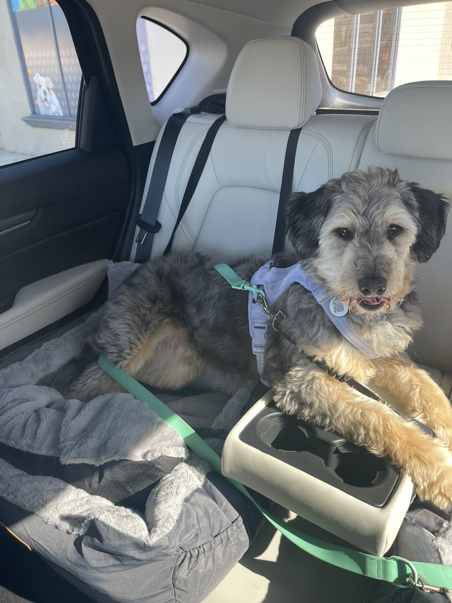 baileynbrawner's tweet photo. The boys had the best day at doggy daycare today. Putting this here in case you need a boost ❤️ https://t.co/nqmlp1Rffs