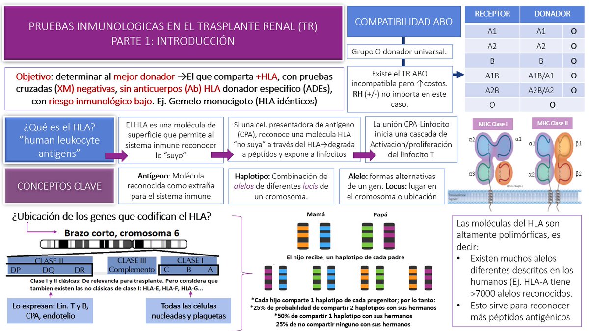 Inmunobiología del trasplante renal🧬
🟢 El HLA es una molécula de superficie que permite reconocer lo "propio"
🟠 y aunque su función es proteger contra lo "no propio" es una barrera en el trasplante

Vamos a introducirnos! 😍
Biblio recomendada en el HILO !!! ⬇️⬇️⬇️
