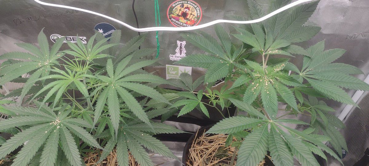 DjVisionaire's tweet photo. 😳 I Inoculated the @MarsHydroLight 2x4 #AllOne  #GrowKit with "Nature's Good Guys: Special Predatory mite blend" Today.. 🐞🕷️💀 #IPM
💡 #MarsHydro #Tsl2000
⛺📟💨 #AllInOneGrowKit
#GrowYourOwn #cannabisgrower #CannabisCommunity #Mmemberville #LivingSoil #PredatoryMites #Cannabis https://t.co/o7n8VxEzfN