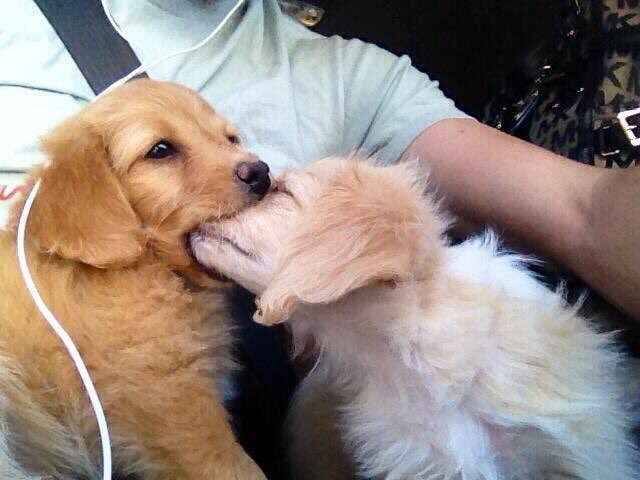 💖 (@twaniimals) on Twitter photo 