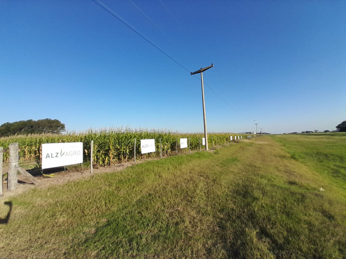 0922e4bb2fa045b's tweet photo. 🌽 @ALZ_Agro @semillasnord hoy junto al equipo de Desarrollo @JuliPomba_ de Nutrición Vegetal @matiastesta_ia y de Qira @SoledadBizzardA estuvimos poniendo a punto el lote del demostrativo campaña 22-23 #ALZ360 en la localidad de #Gigena. https://t.co/yClYqULNx4