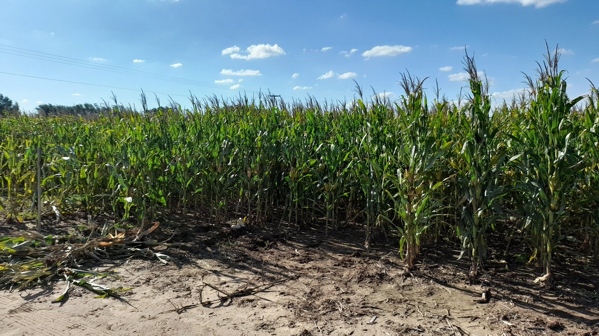 0922e4bb2fa045b's tweet photo. 🌽 @ALZ_Agro @semillasnord hoy junto al equipo de Desarrollo @JuliPomba_ de Nutrición Vegetal @matiastesta_ia y de Qira @SoledadBizzardA estuvimos poniendo a punto el lote del demostrativo campaña 22-23 #ALZ360 en la localidad de #Gigena. https://t.co/yClYqULNx4