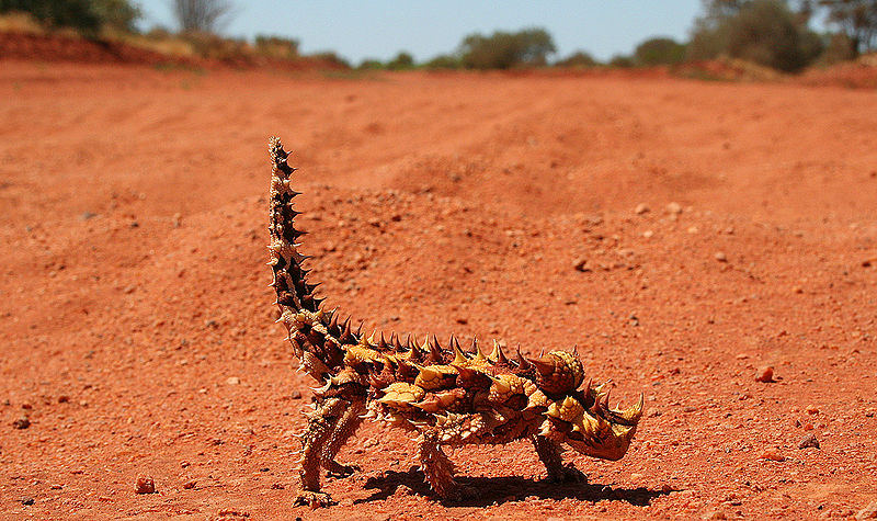 RecklessRexpert's tweet photo. Moloch horridus is known by many common names, including spiny lizard, thorny lizard, thorny dragon, thorny devil, mountain devil, and moloch. Judging from this picture, I don't think I need to explain where most of those names comes from. #zarsfacts #herpfacts https://t.co/UkKWcT4UJt