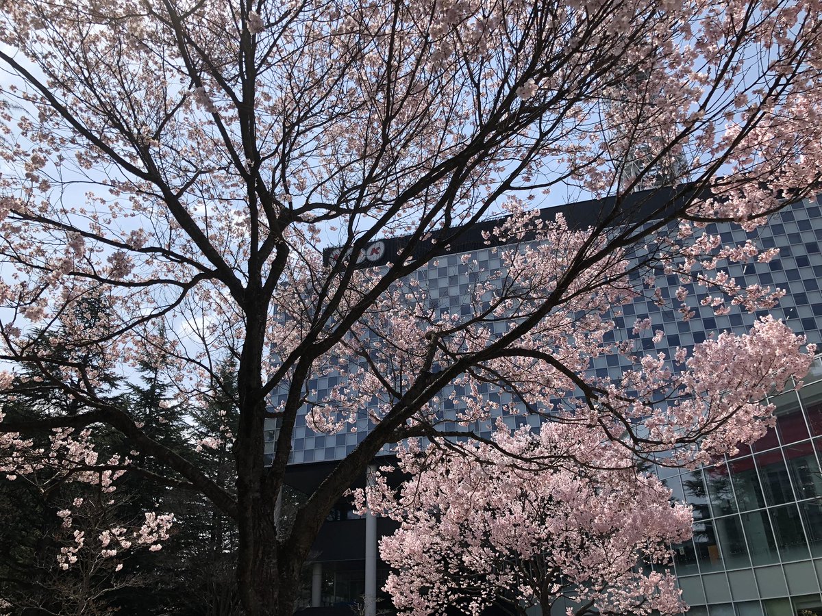 「錦町公園の桜、だいぶ見頃になってきてますね。今日はのんびり散歩にちょうど良い陽気」|葉月七夜のイラスト