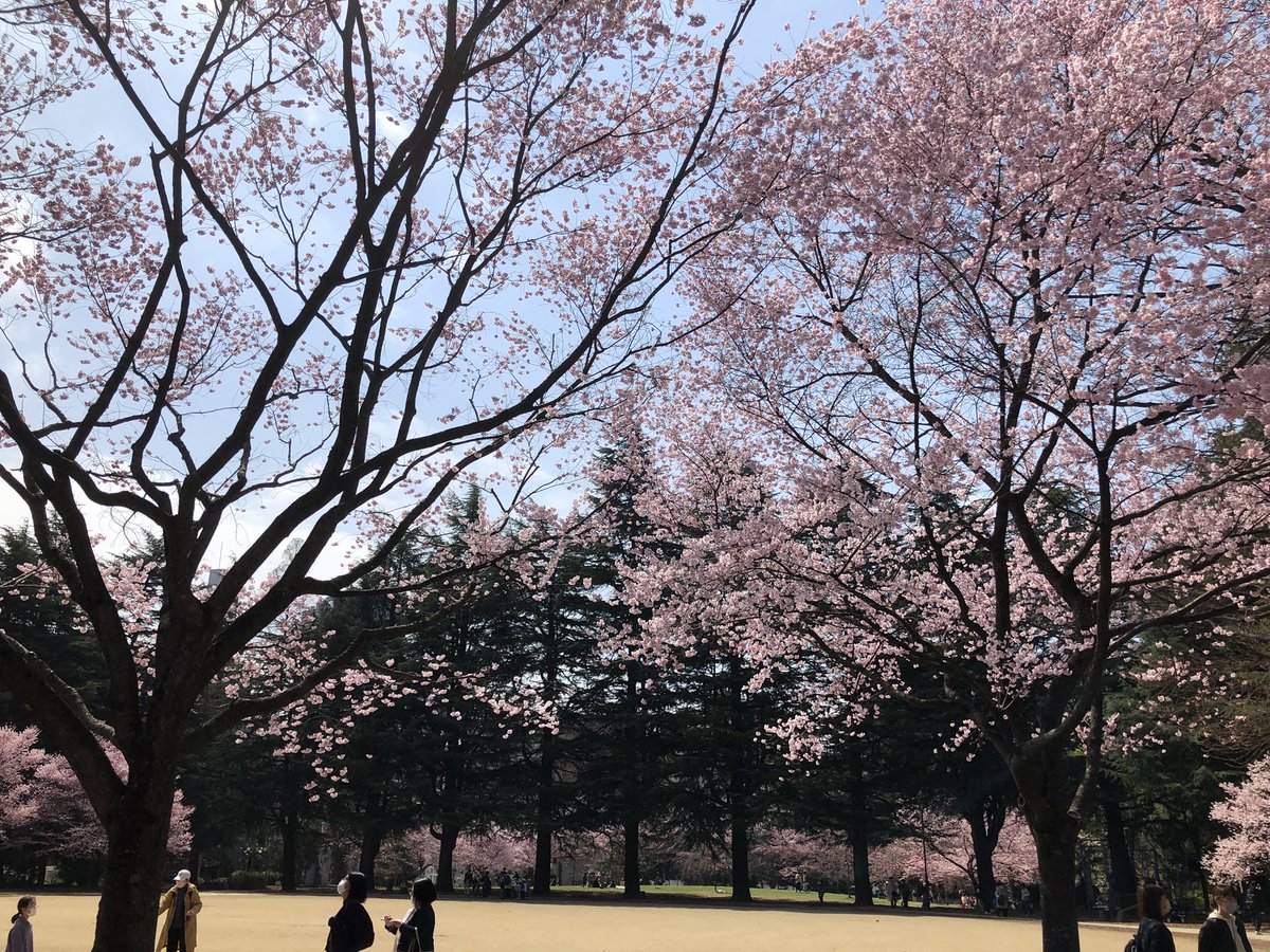 「錦町公園の桜、だいぶ見頃になってきてますね。今日はのんびり散歩にちょうど良い陽気」|葉月七夜のイラスト