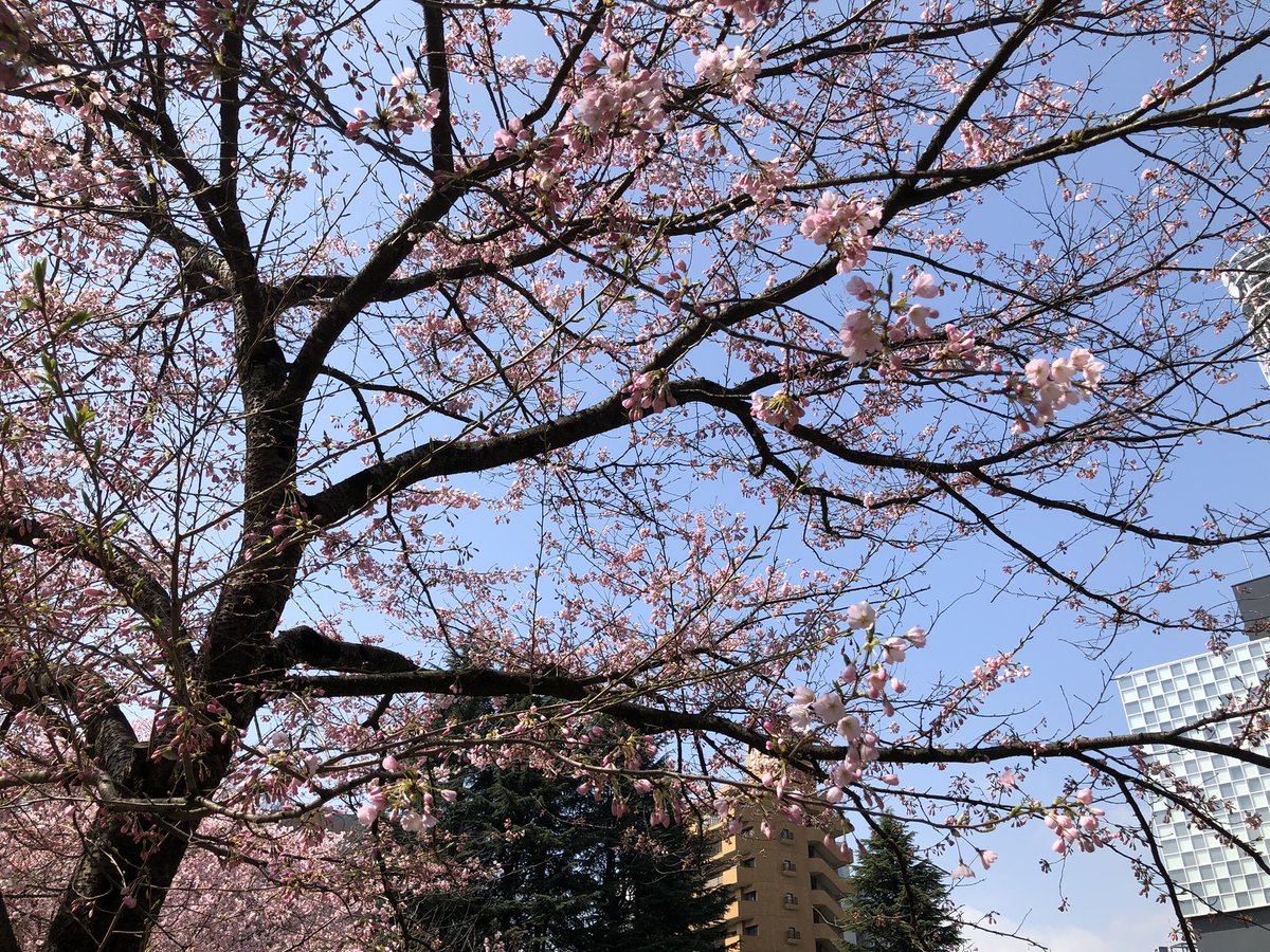 「錦町公園の桜、だいぶ見頃になってきてますね。今日はのんびり散歩にちょうど良い陽気」|葉月七夜のイラスト