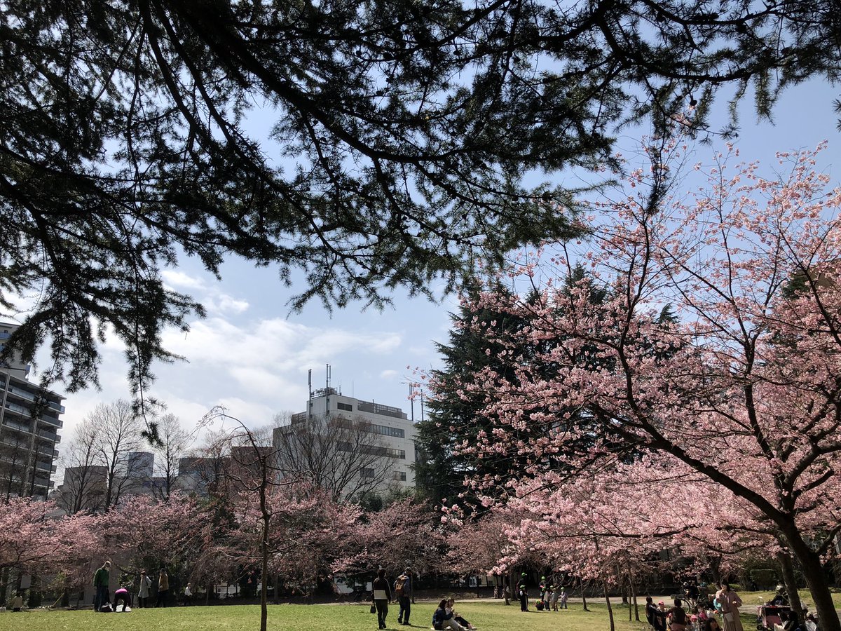 「錦町公園の桜、だいぶ見頃になってきてますね。今日はのんびり散歩にちょうど良い陽気」|葉月七夜のイラスト