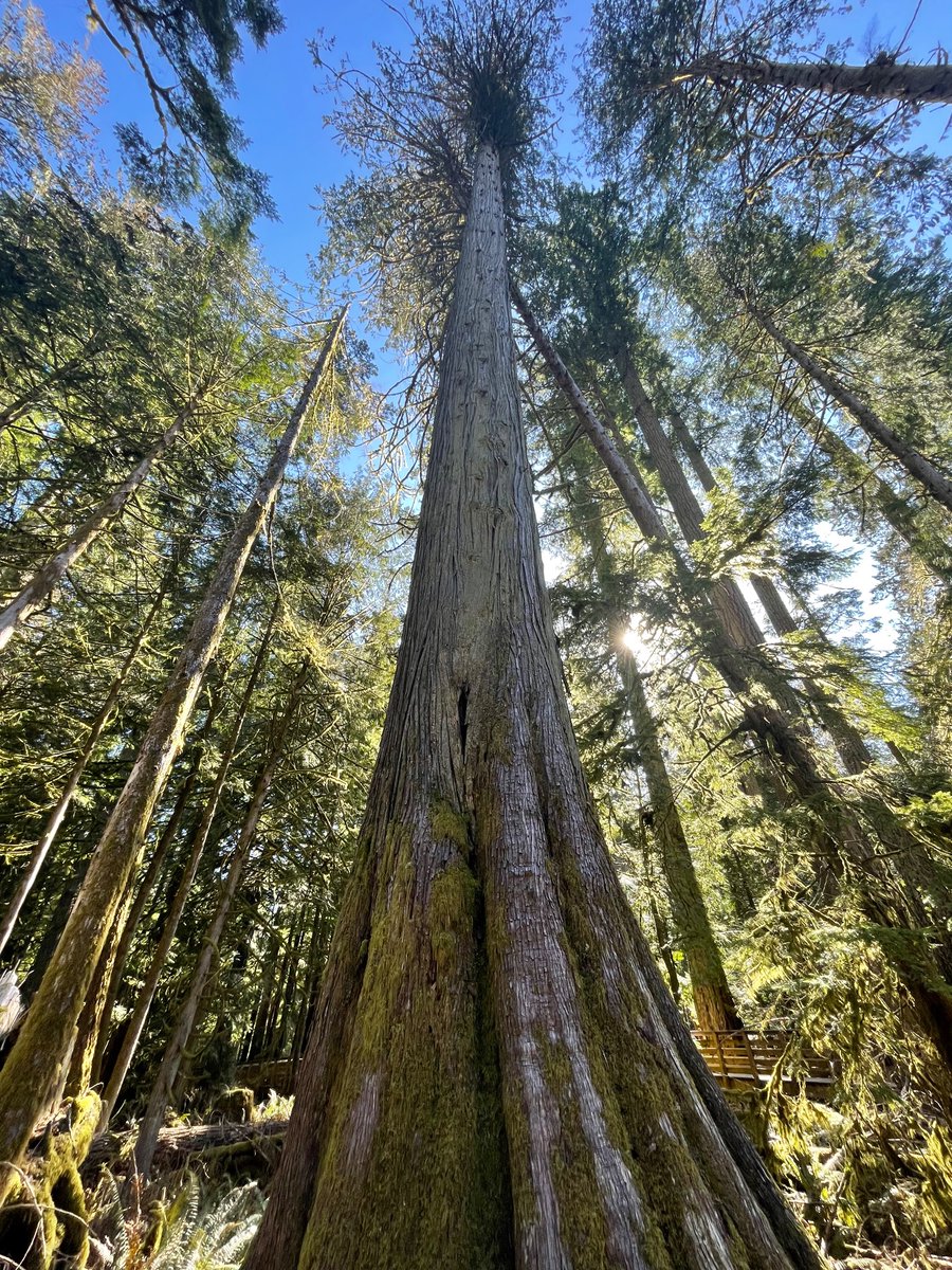 LisaJackson11's tweet photo. Powerful experience today walking through Cathedral Grove today. https://t.co/Ip5L9zYLYd