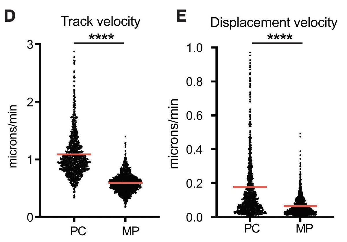 (10) Fooksman and colleagues show in a paradigm-shifting study that BM PCs recirculate to other bones and the spleen even in the absence of immunization

At the span of hours (heroic intravital imaging)

bit.ly/Benet2021